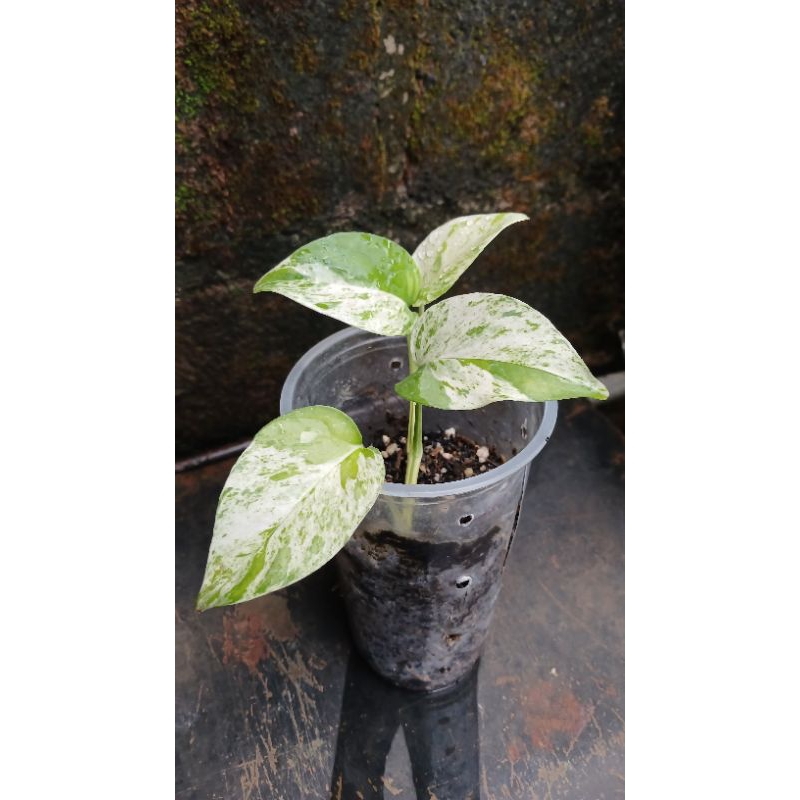 Epipremnum Marble Queen