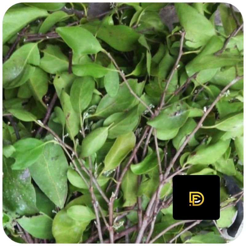 

Benalu belimbing segar petik langsung 1 kg-az