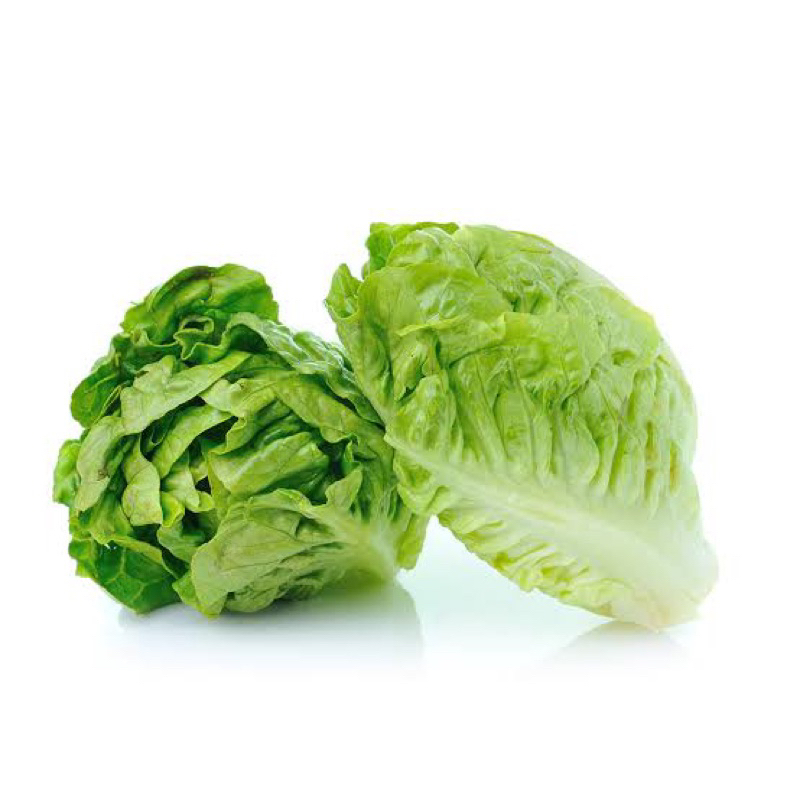 

EXTRA BABY ROMAINE LETTUCE / EXTRA SAYUR