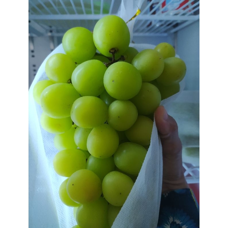 

Anggur Shine Muscat