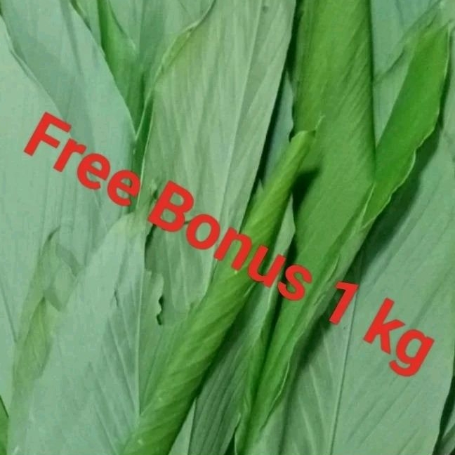 

Daun Kunyit Per Ikt + Gratis Bonus