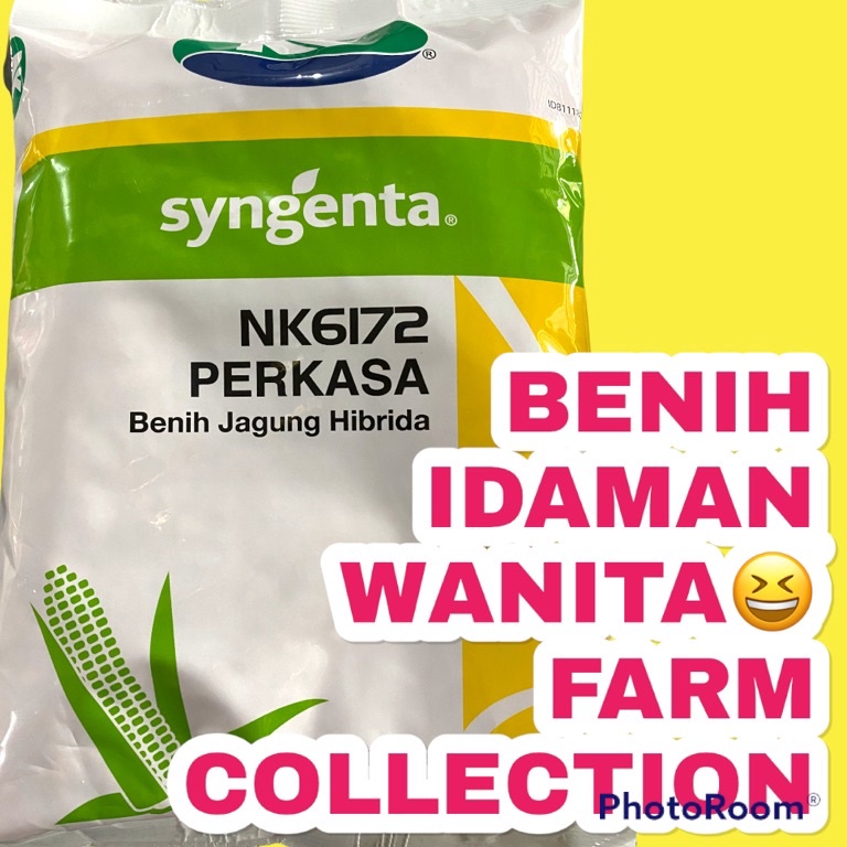 [ART.  P22Q] Benih Jagung Hibrida NK 6172 PERKASA 1 Kg EXP. SEPT 2024