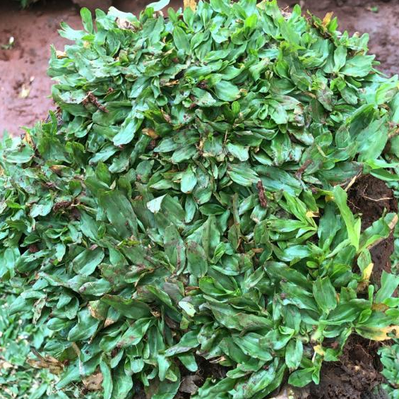 Rumput Gajah Mini 1 Meter