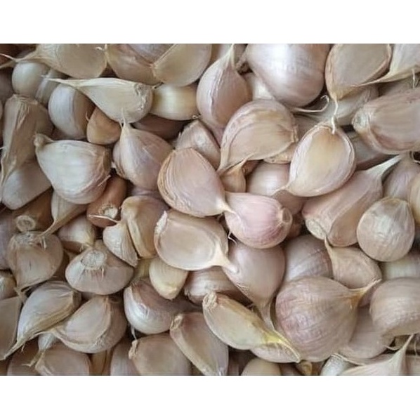 

XVQV4019 (D2289) Bawang Putih Kating Bersih 500 gr