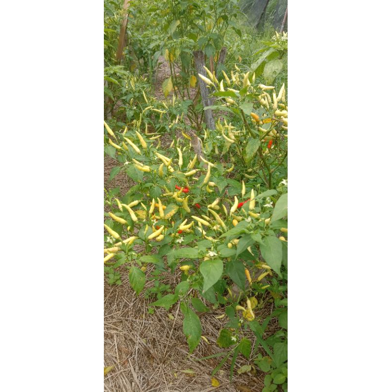 

cabai rawit pedas 500g