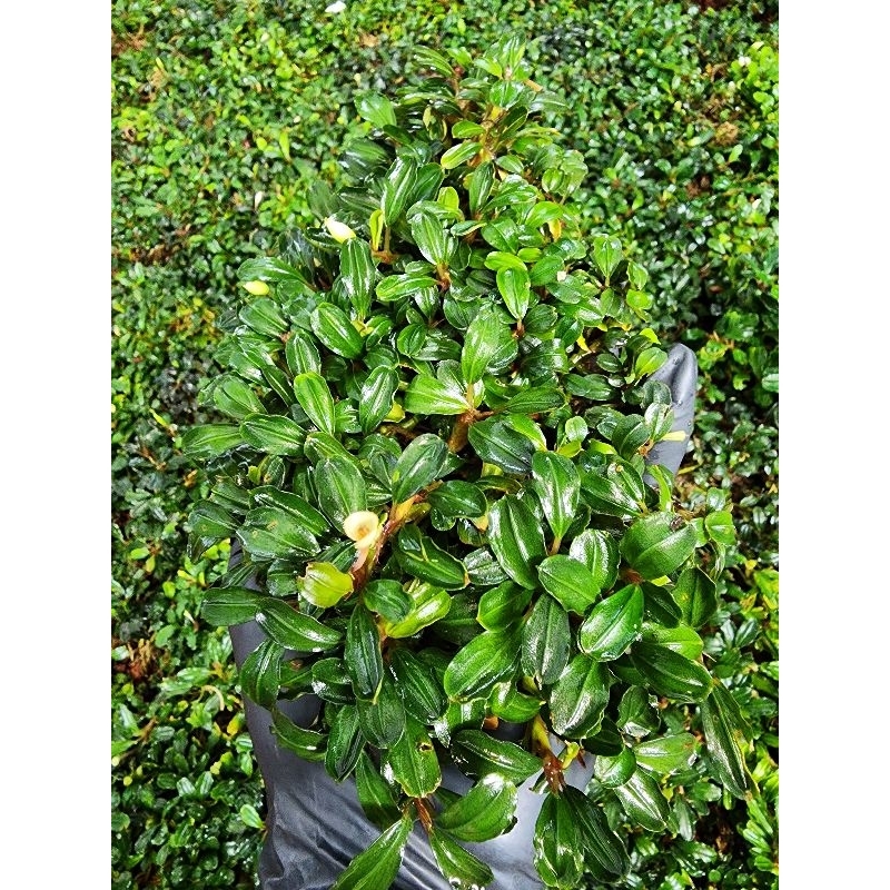 Bucephalandra brownie mini boyan clump