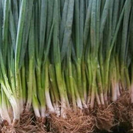 

LDMC5504 7.7 Daun Bawang 500 gr