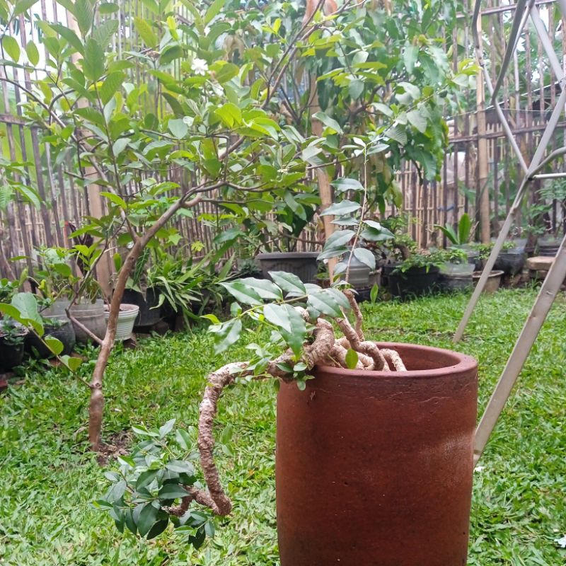 tanaman bonsai anting putri sudah siap kontes harga murah+pot