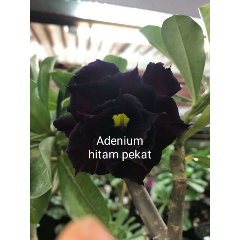 tanaman hias Kamboja jepang adenium bunga tumpuk hitam pekat bibit tanaman hias adenium bunga tumpuk