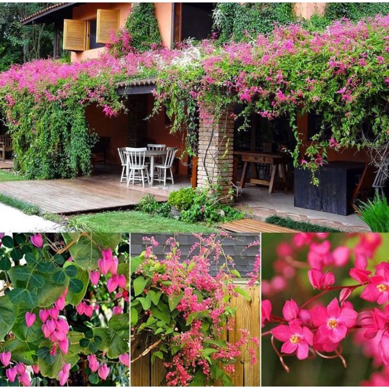 bibit bunga AMP (air mata pengantin)