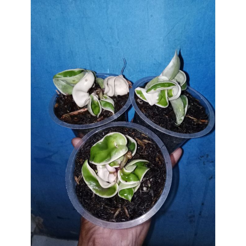 hoya compacta variegata