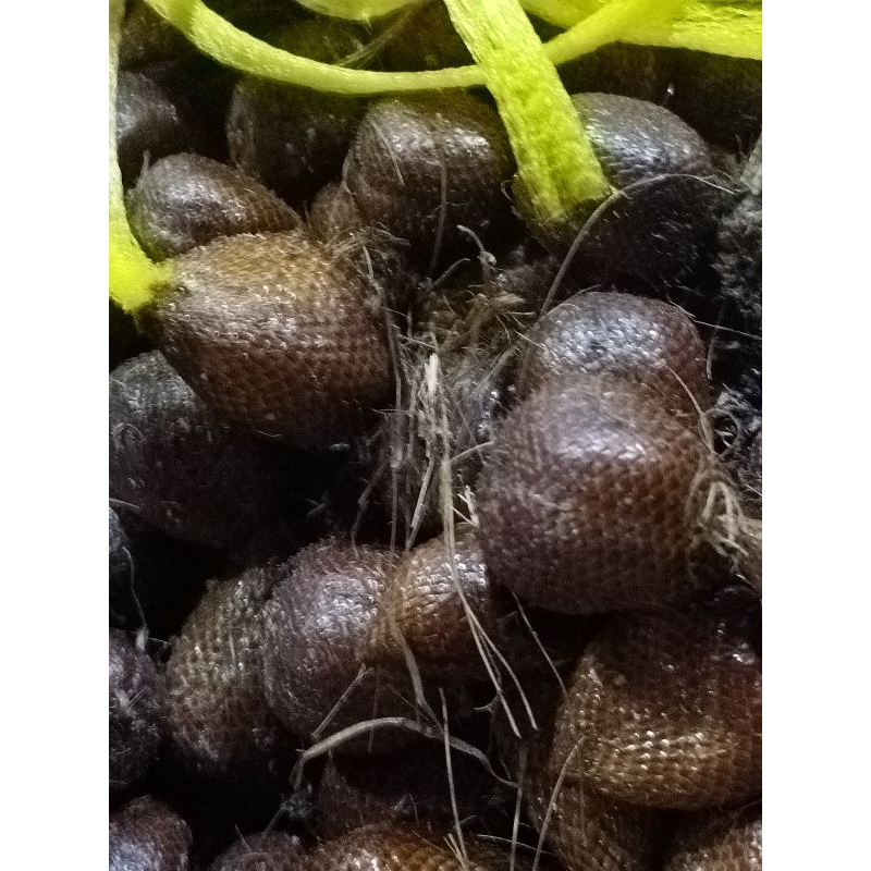 

SALAK PONDOH 1KG