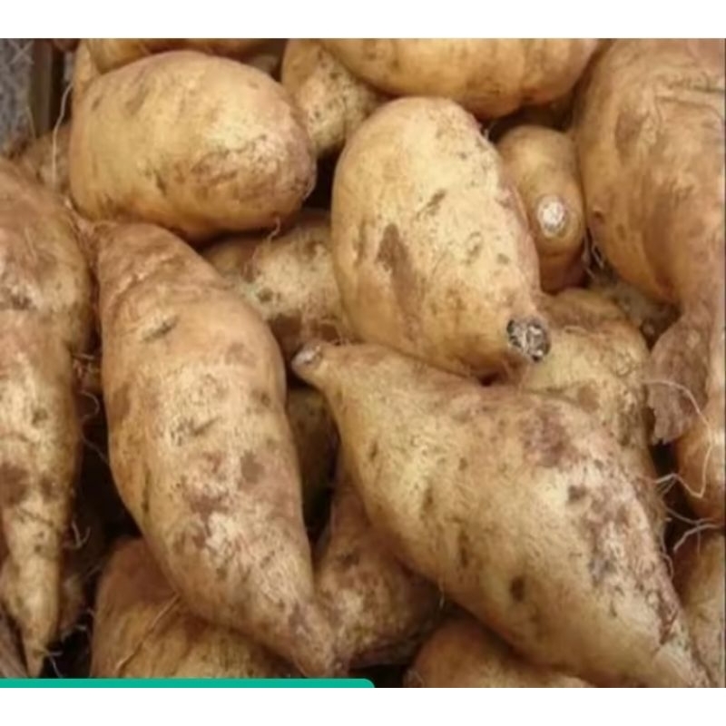 

Ubi Jalar Putih 1 kg Kang Sayur Bogor