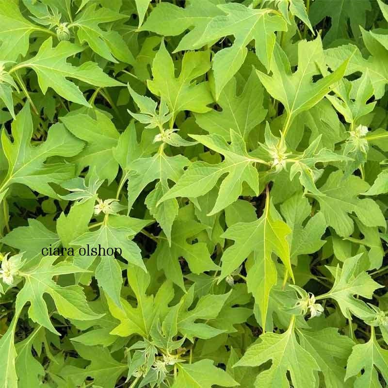 

Daun Insulin Segar 1 Kg / daun kipahit segar herbal alami