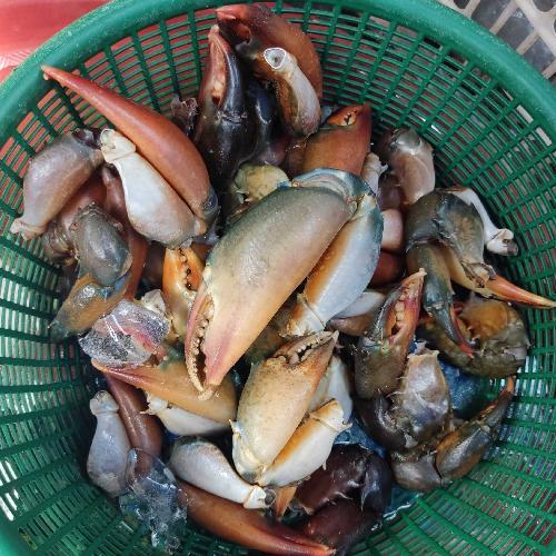 

Capit Kepiting Frozen Berkualitas - 1 Kilogram