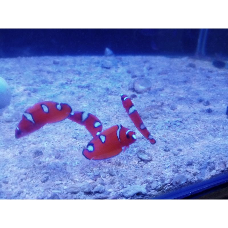 

keling merah marine fish