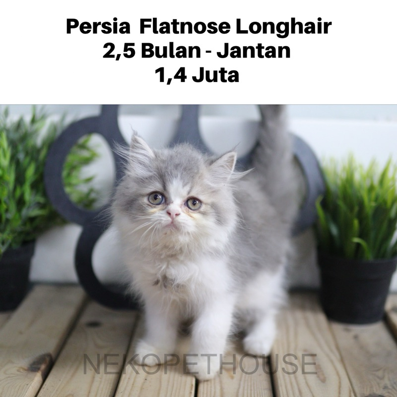 Persia Flatnose Longhair Kitten Anak Kucing Persia Jantan