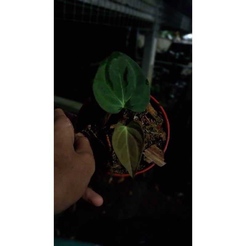 anthurium dark phoenix
