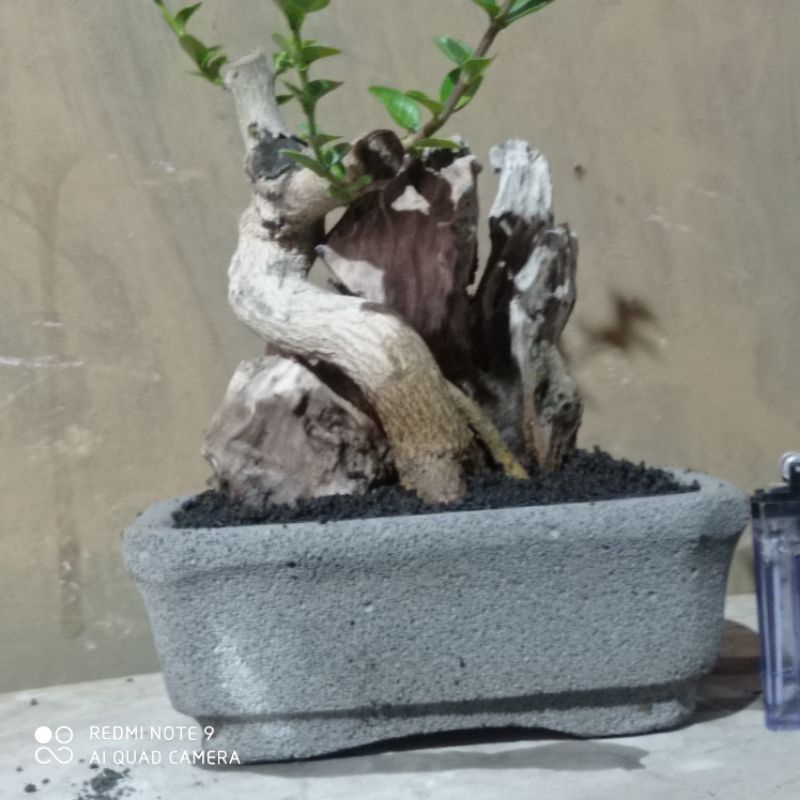 bahan bonsai sancang tanuki(di kirim sama potnya) realpict