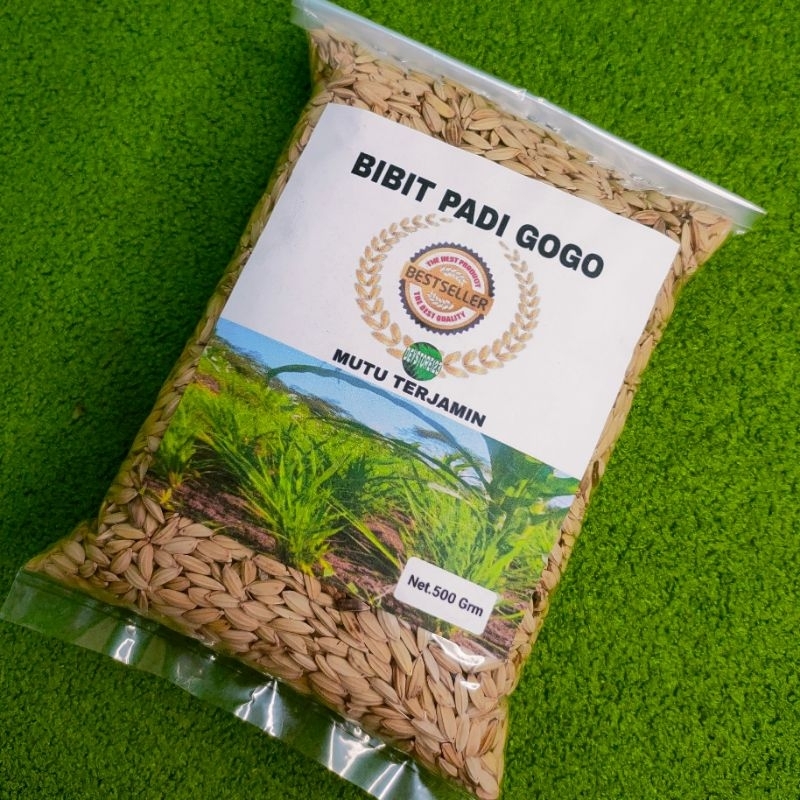 BENIH PADI GOGO SUPER UNGGUL