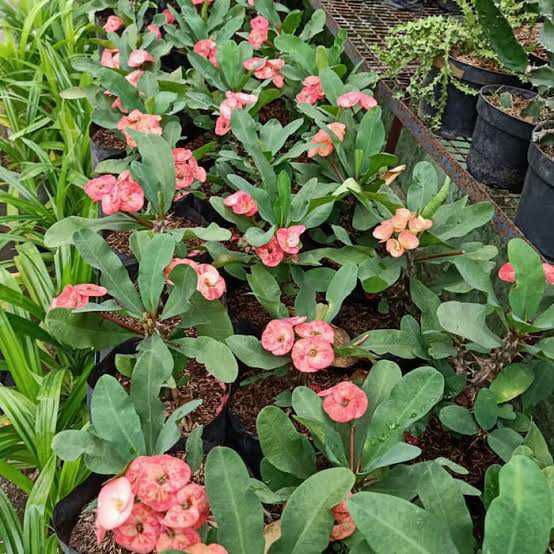 Tanaman Hias Hidup Euphorbia Milii Tanaman Bunga Hidup Eporbia