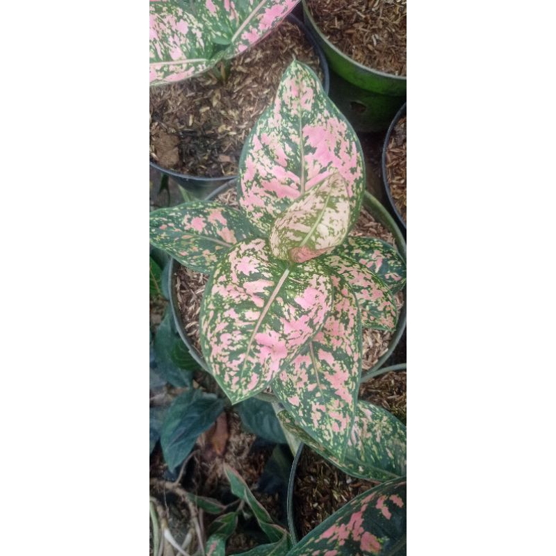 Ruby Compakta Aglonema