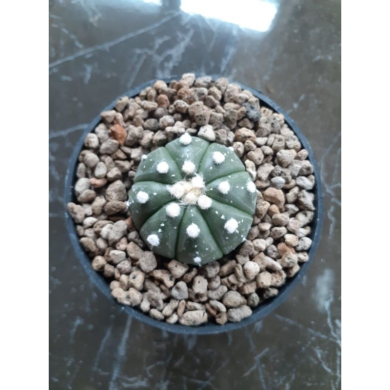 Astrophytum asterias x ooibo