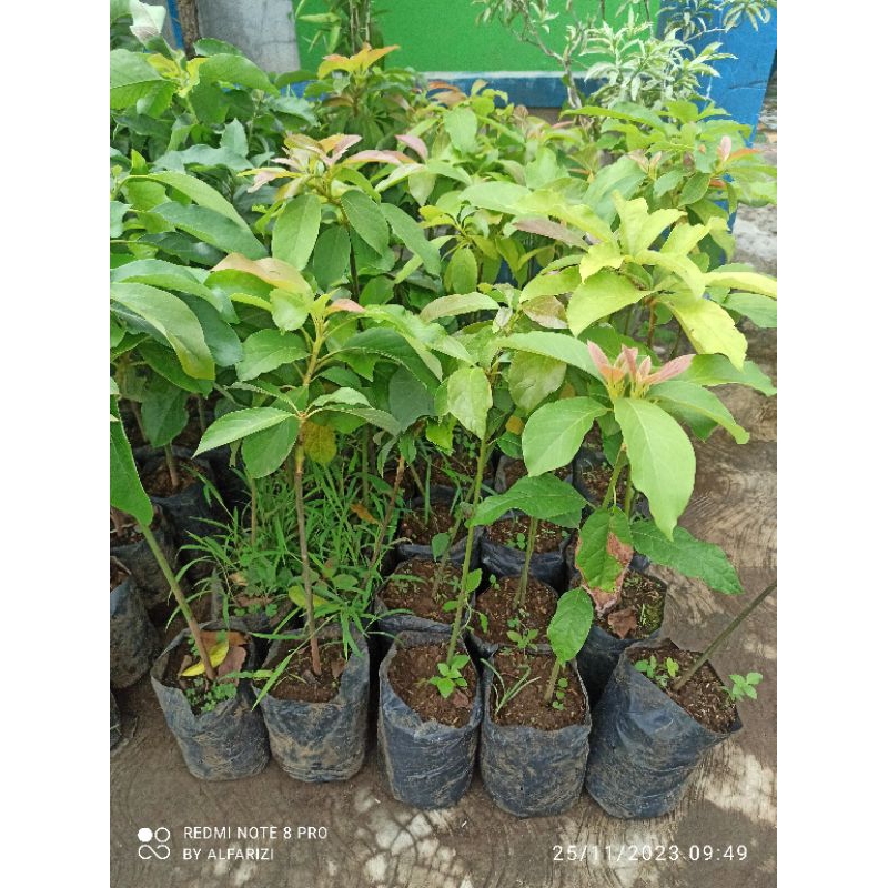 bibit alpukat yellow Vietnam