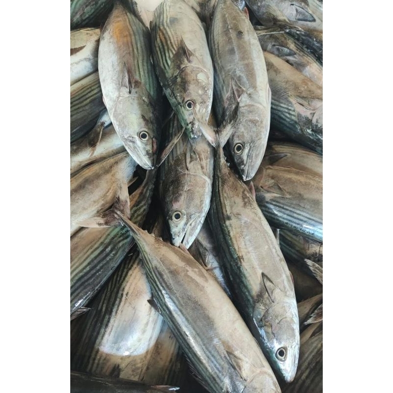 

Ikan Baby Tuna