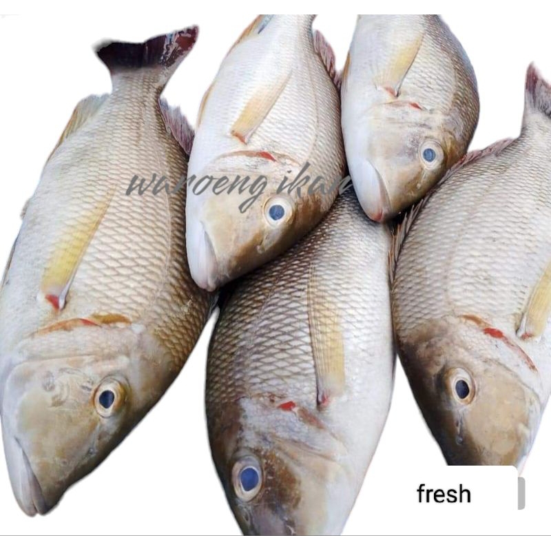 

ikan lencam segar 1kg lethrinus ikan air laut