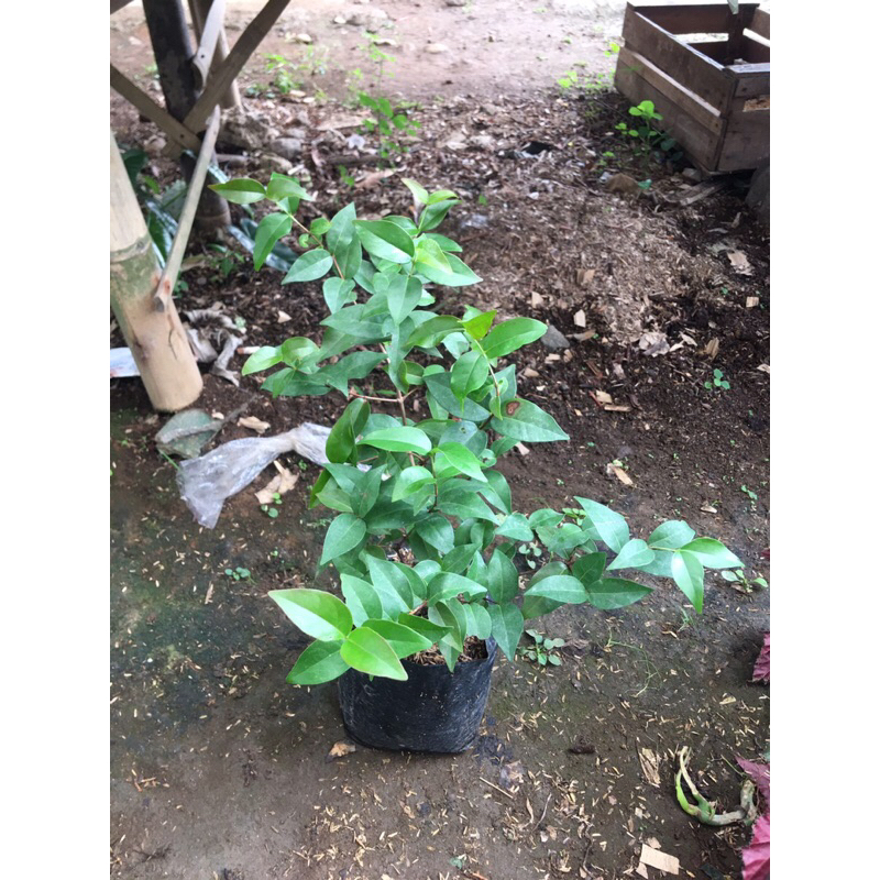 bibit tanaman pohon dewandaru | dewandaru