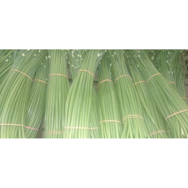 

DAUN BAWANG BELALO BELALU SEGAR ikat