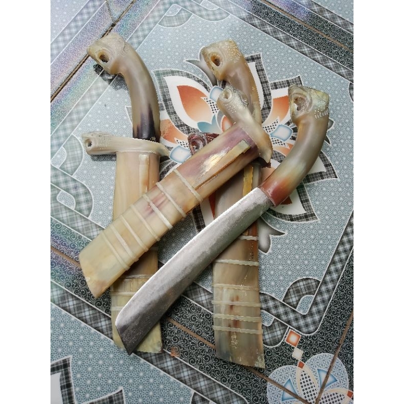 gocil ful tanduk bule