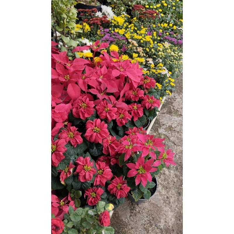 Tanaman Hias etalase 04