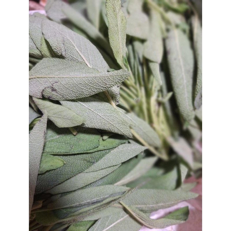 

daun sage fresh