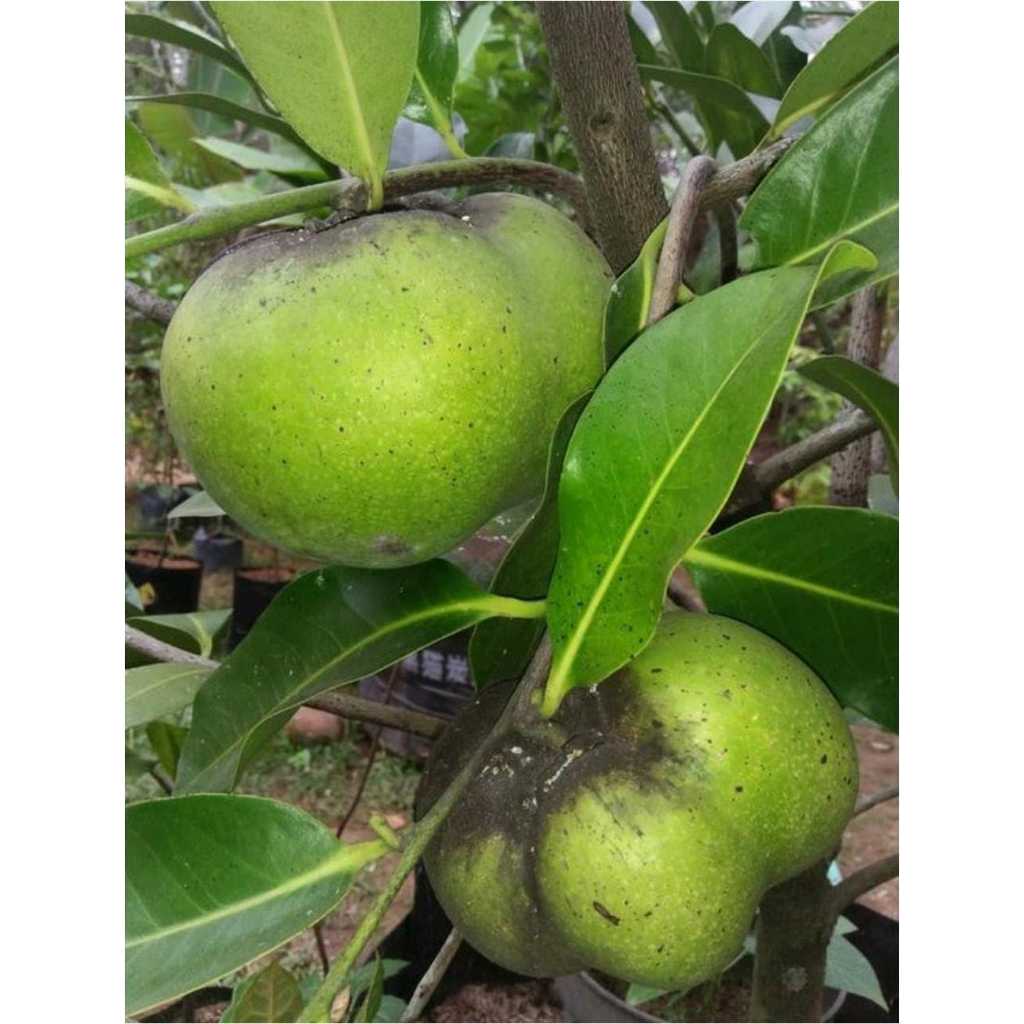 Bibit Tanaman Black Sapote Kondisi Berbuah Tinggi 1M