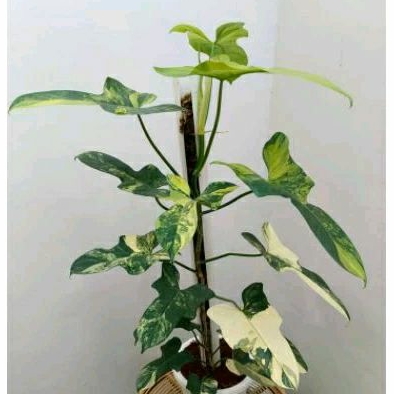 Philodendron Violin Varigata