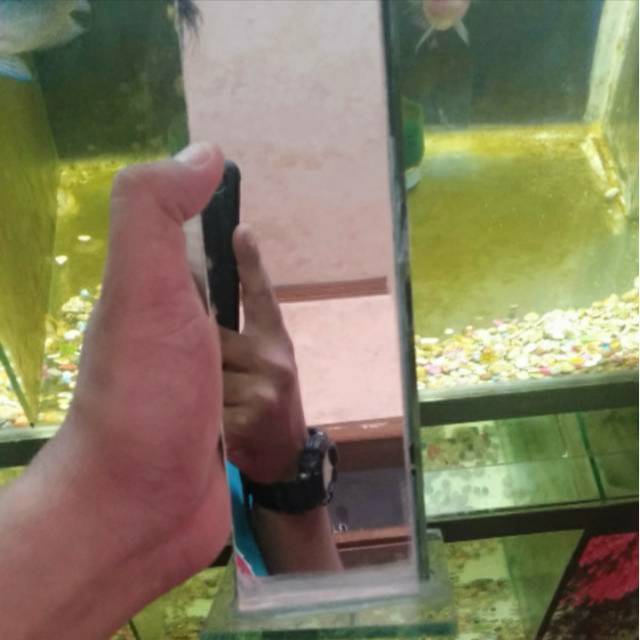 Flash.acc Kaca Cermin Tinggi 10cm Untulan untuk ikan Louhan