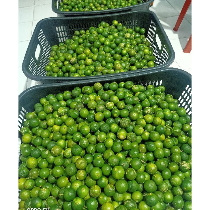 

YRSP1125 [PROMO SALE!!!] 1 kg Sonkit / Jeruk Kasturi / Kalamansi / Lemon cui / Jeruk Kunci