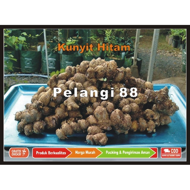 Kunyit Hitam , Rimpang Kunyit Hitam , Umbi Kunyit Hitam , Herbal Kunyit Hitam 100 gram