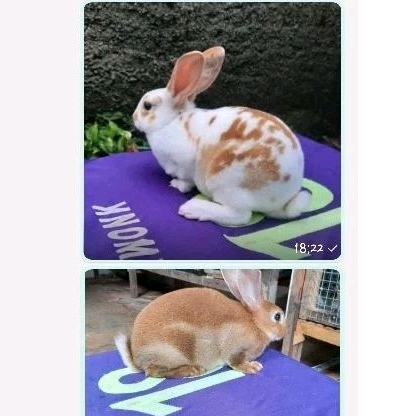 Kelinci Rex bulu karpet anakan sepasang (10).