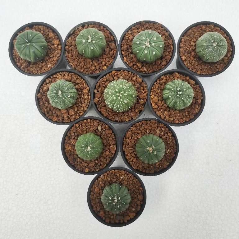 Kaktus Astrophytum kaktus ownroot