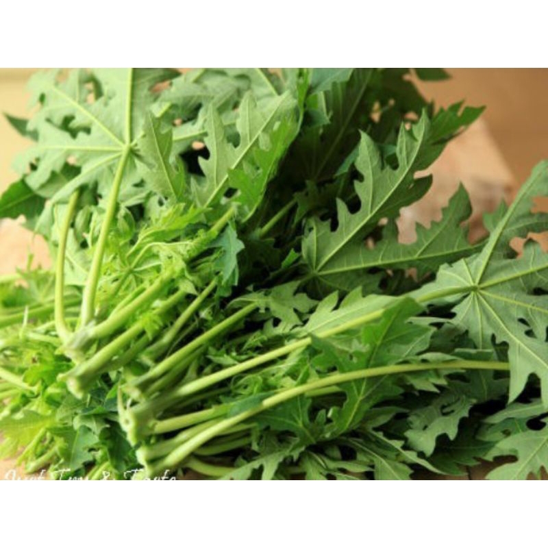 

Daun Pepaya / Daun Kates per Ikat