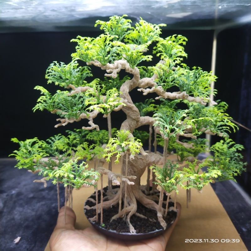 Bonsai Aquascape Beringin