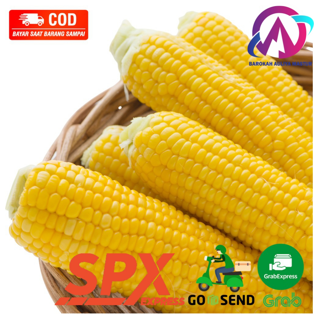 

JAGUNG MANIS KUPAS SUPER FRESH Kirim Instan Sayuran Fresh BAM Pasar Online Murah Padang