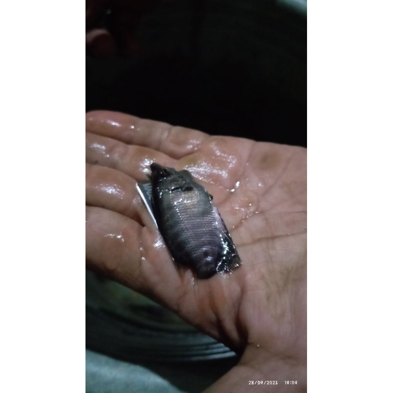 bibit gurame ukuran silet