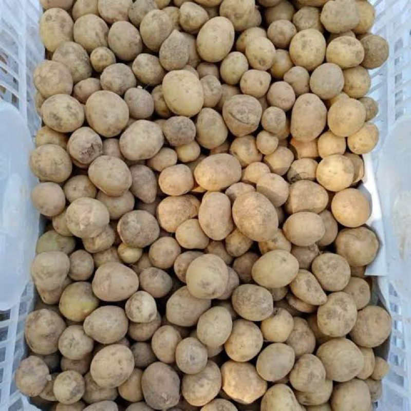 

Baby Potato, kentang kecil dieng