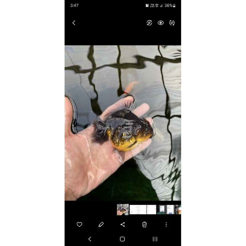 Ikan koki oranda short tail