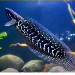 channa asiatica