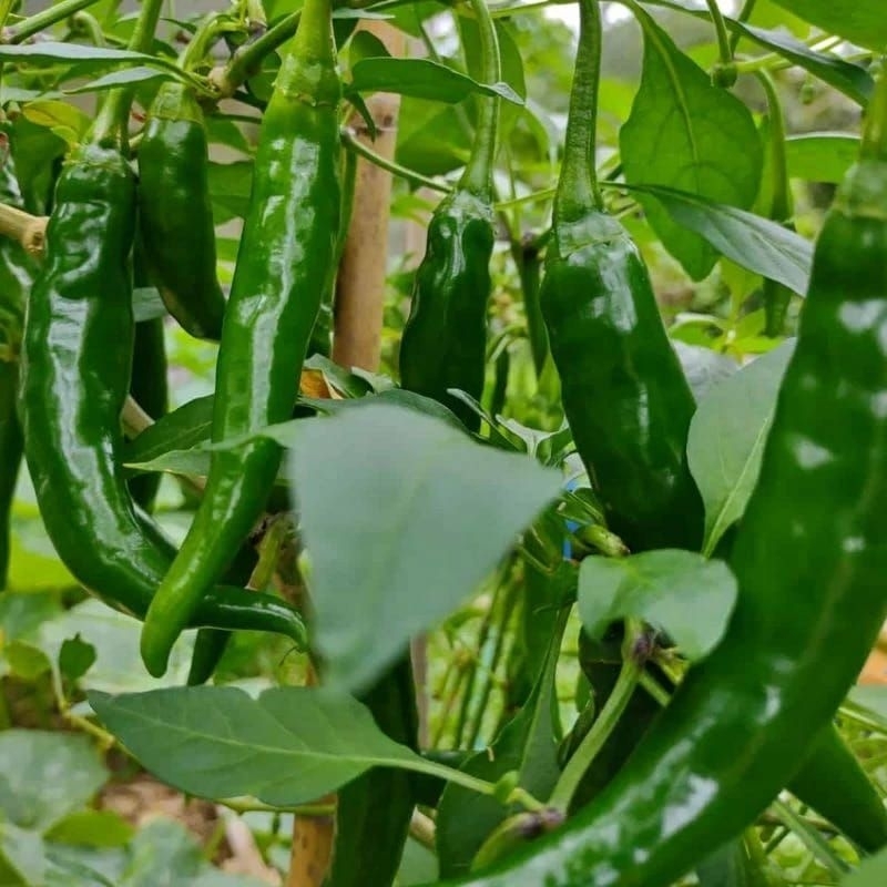 ID BIBIT HIDUP - BIBIT CABE HIJAU BESAR SIAP TANAM
